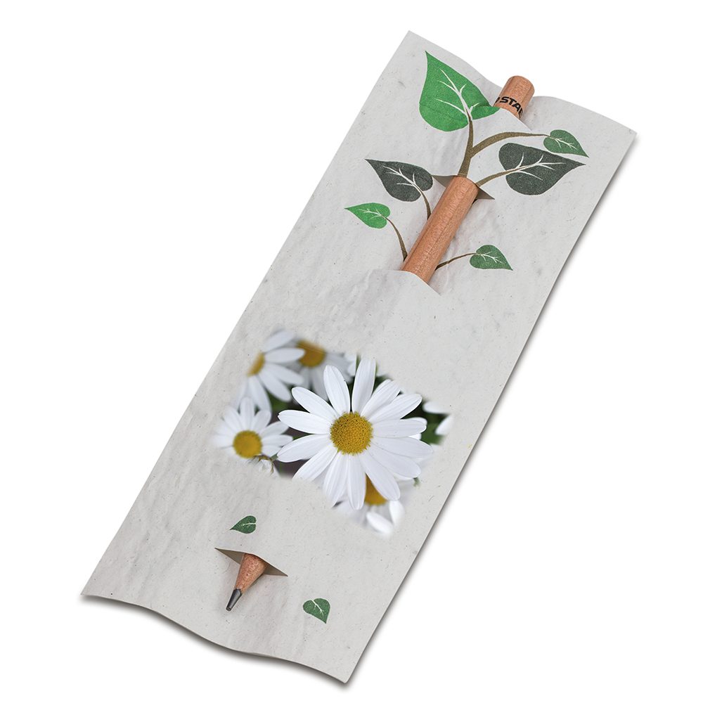 Bleistift im Samenpapieretui, Margerite, Druck 4/0-c
