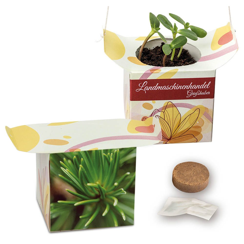 Blumenampel, Fichte