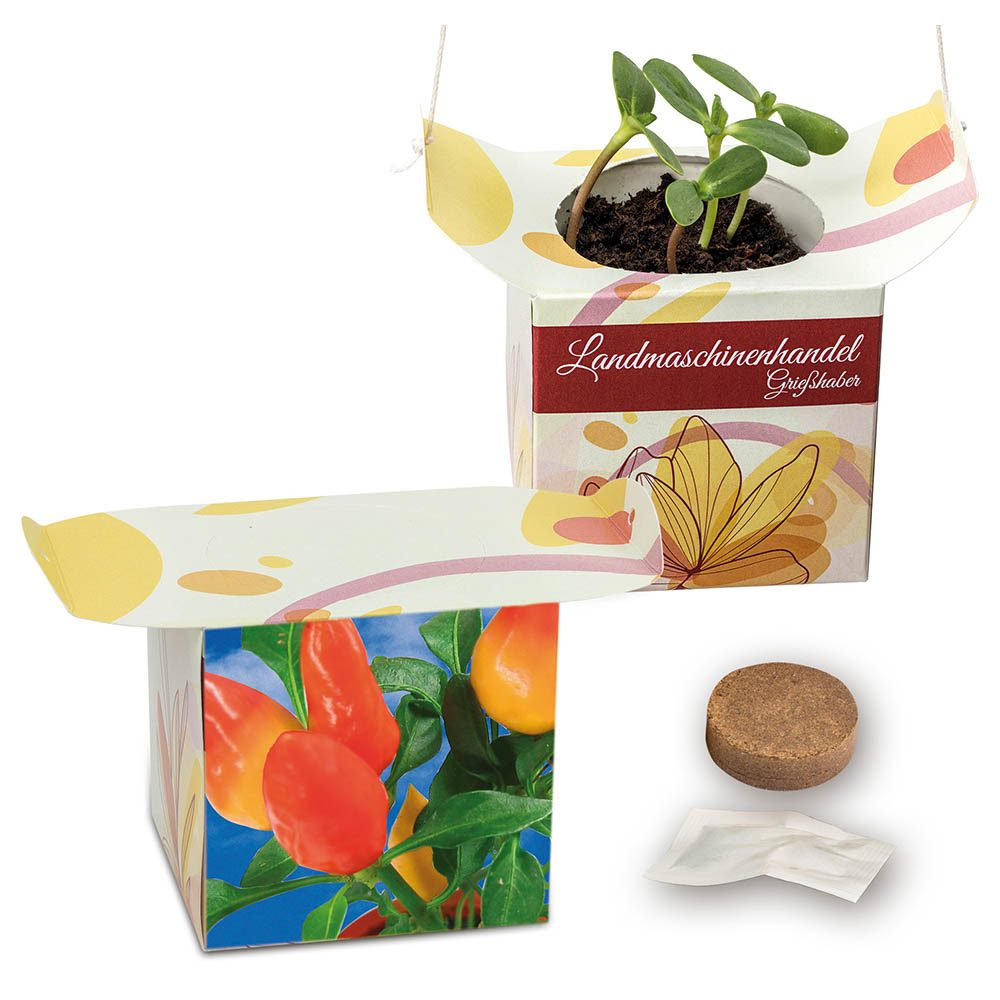 Blumenampel, Gewürzpaprika