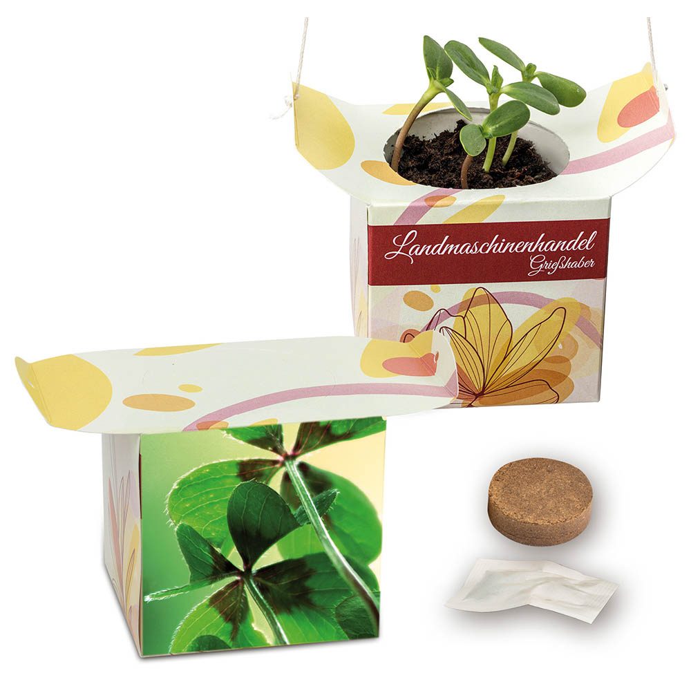 Blumenampel, Glücksklee-Zwiebeln (* Je nach Verfügbarkeit der Glücksklee-Zwiebeln)