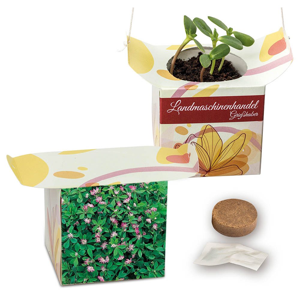 Blumenampel, Persischer Klee