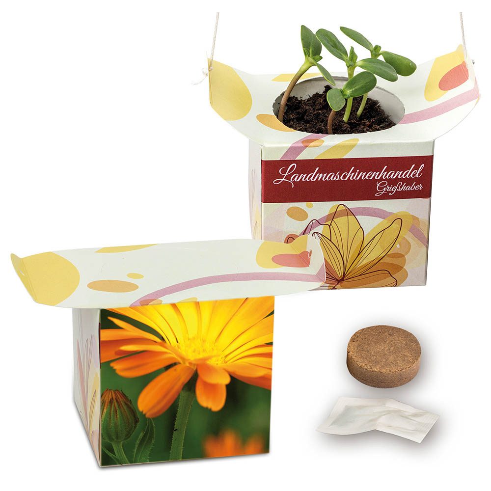 Blumenampel, Ringelblume