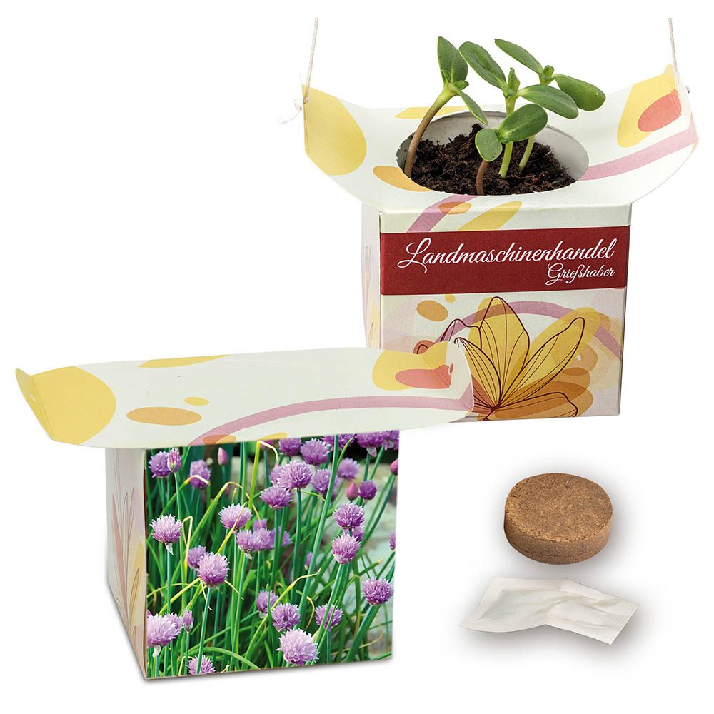 Blumenampel, Schnittlauch