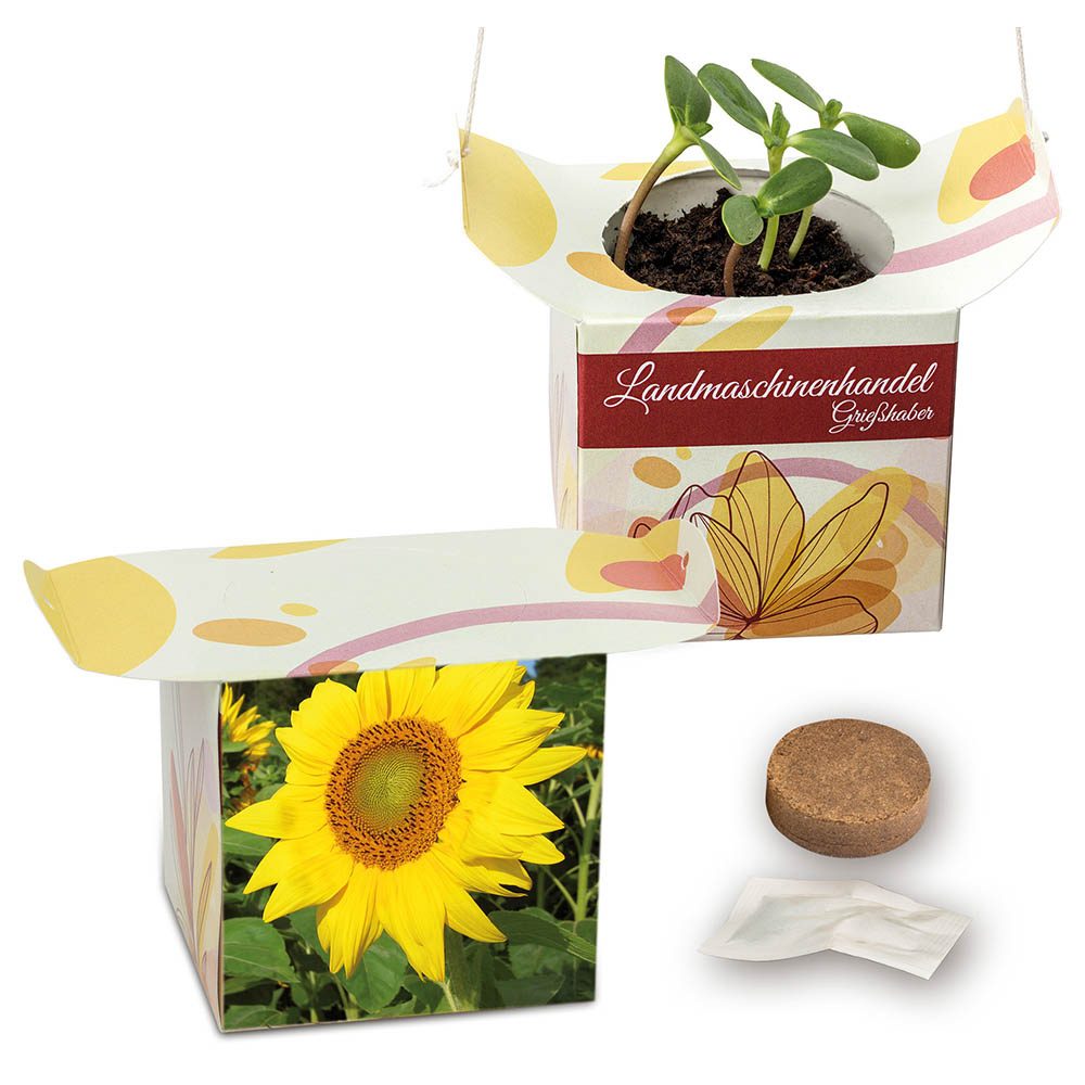 Blumenampel, Sonnenblume