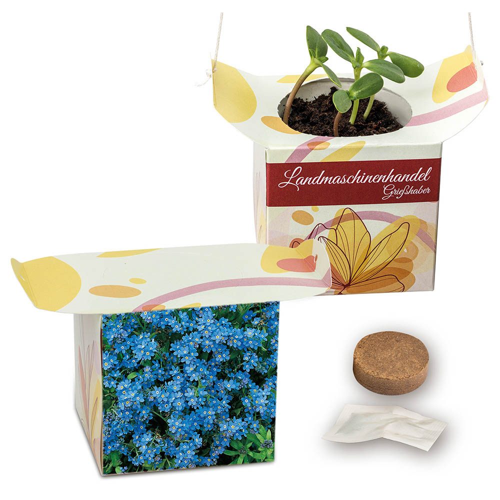 Blumenampel, Vergissmeinnicht