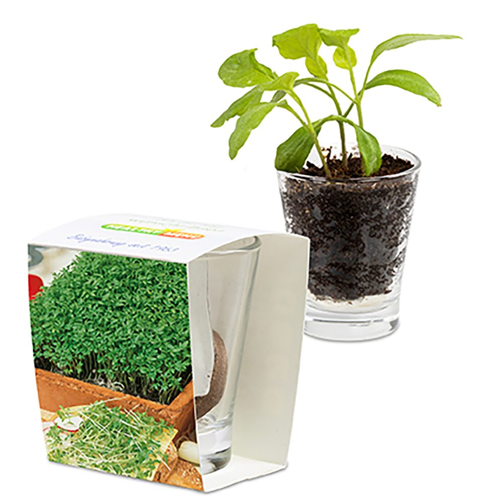 Caffeino-Glas mit Samen, Gartenkresse