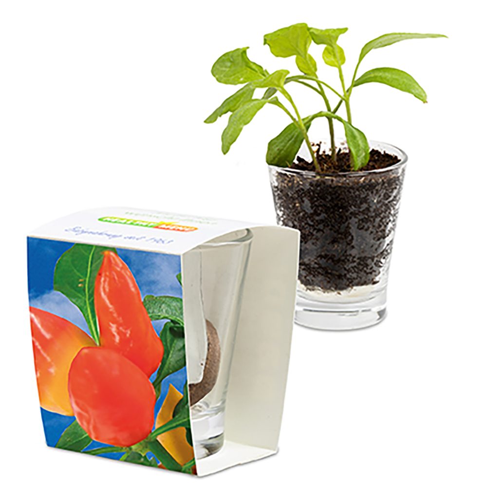 Caffeino-Glas mit Samen, Gewürzpaprika