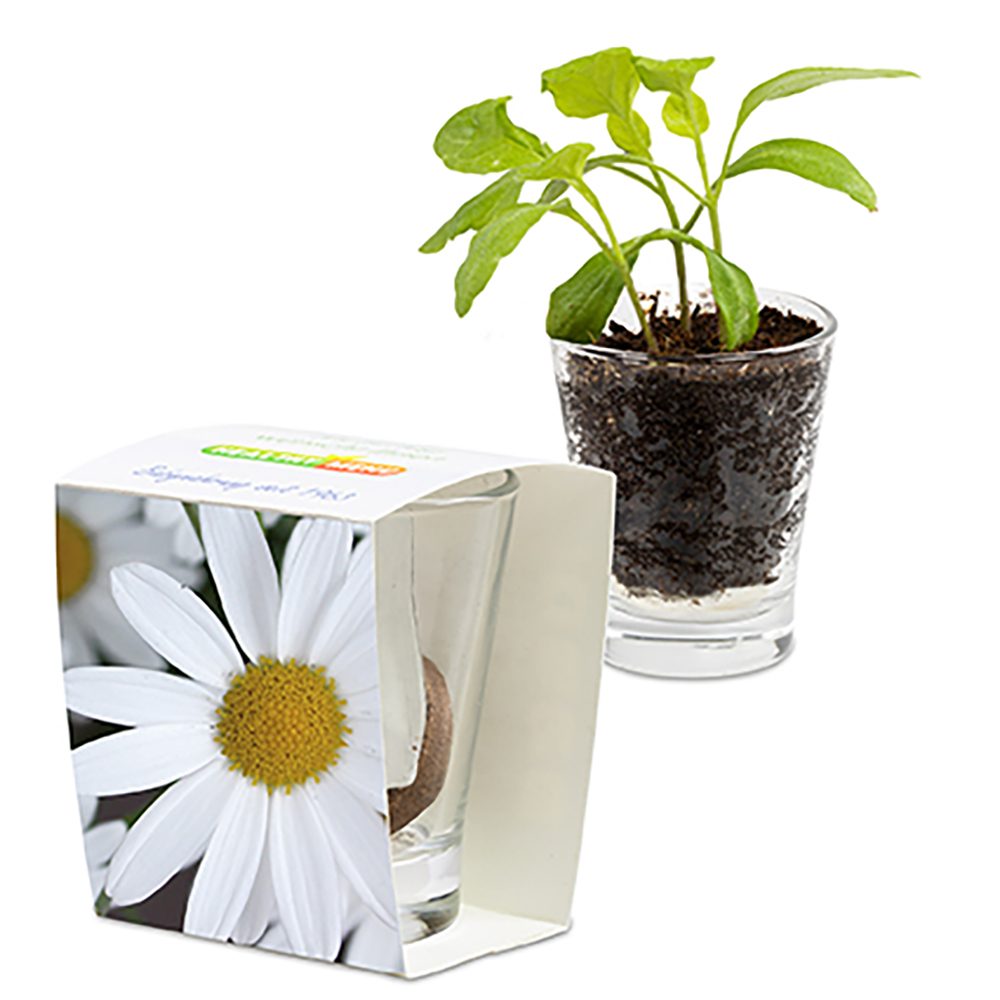 Caffeino-Glas mit Samen, Margerite