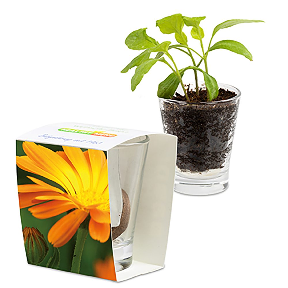 Caffeino-Glas mit Samen, Ringelblume