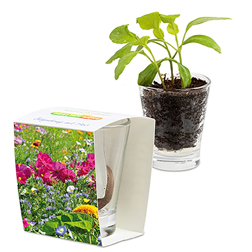 Caffeino-Glas mit Samen, Sommerblumenmischung