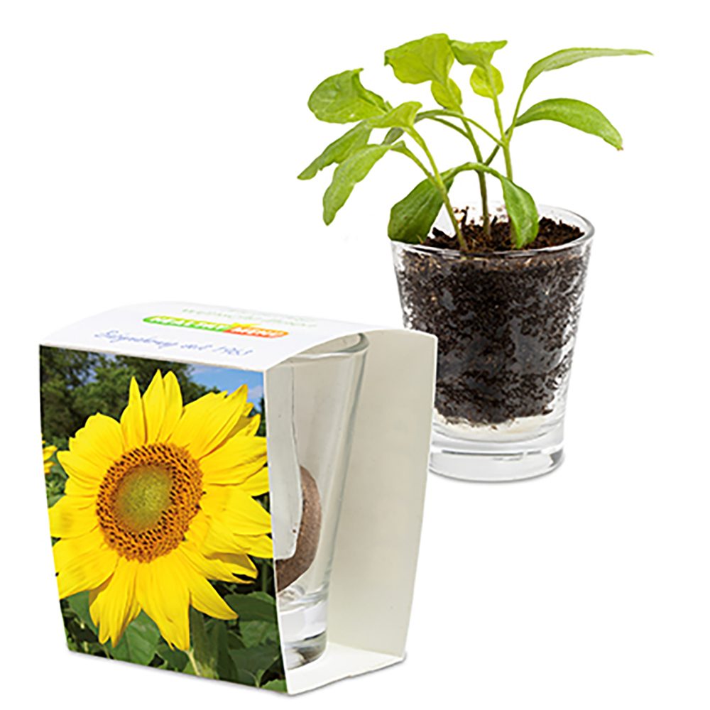 Caffeino-Glas mit Samen, Sonnenblume