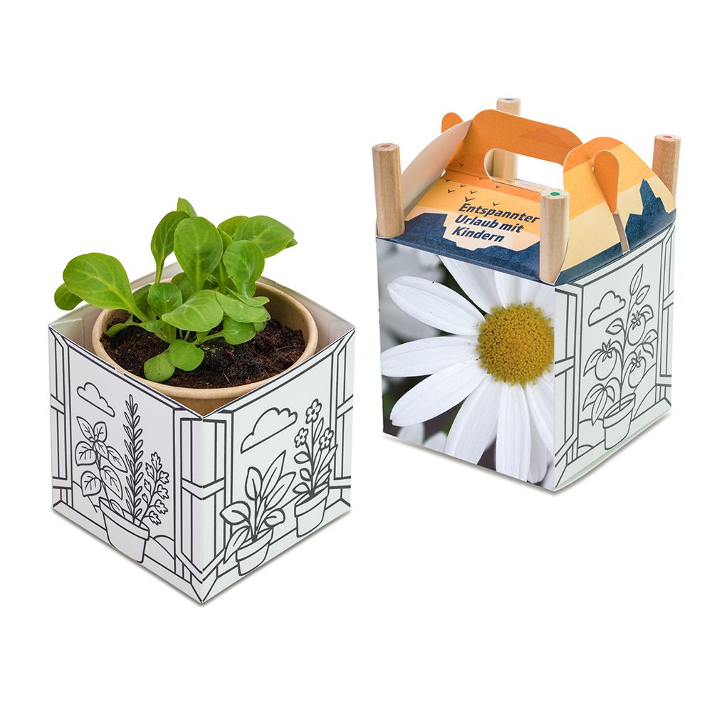 Colour & Grow House, Margerite