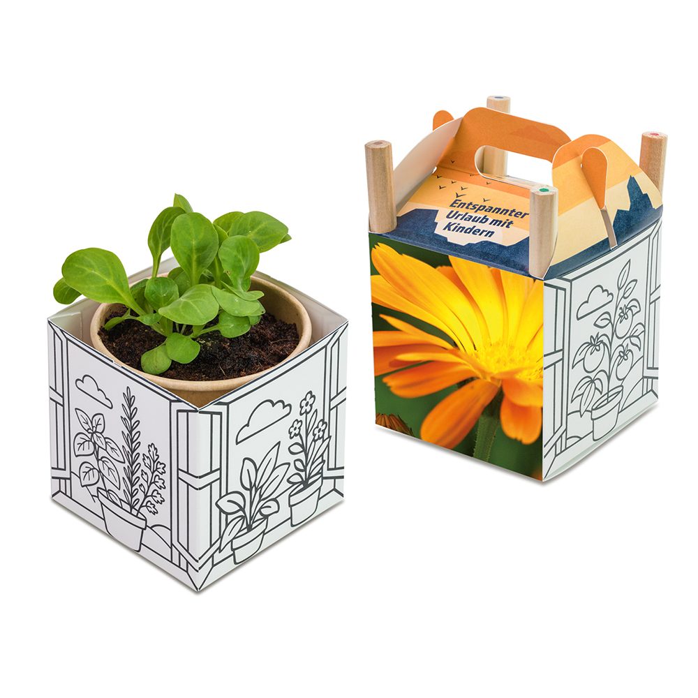 Colour & Grow House, Ringelblume