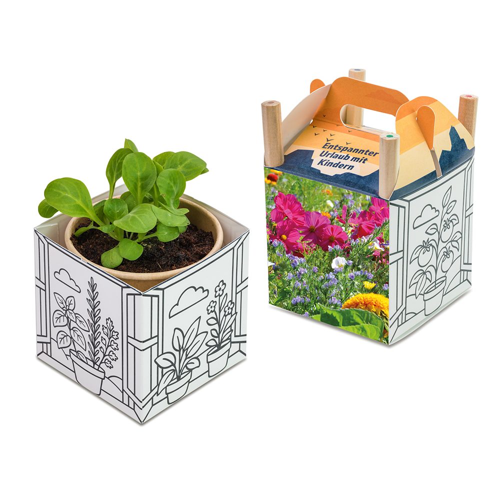 Colour & Grow House, Sommerblumenmischung