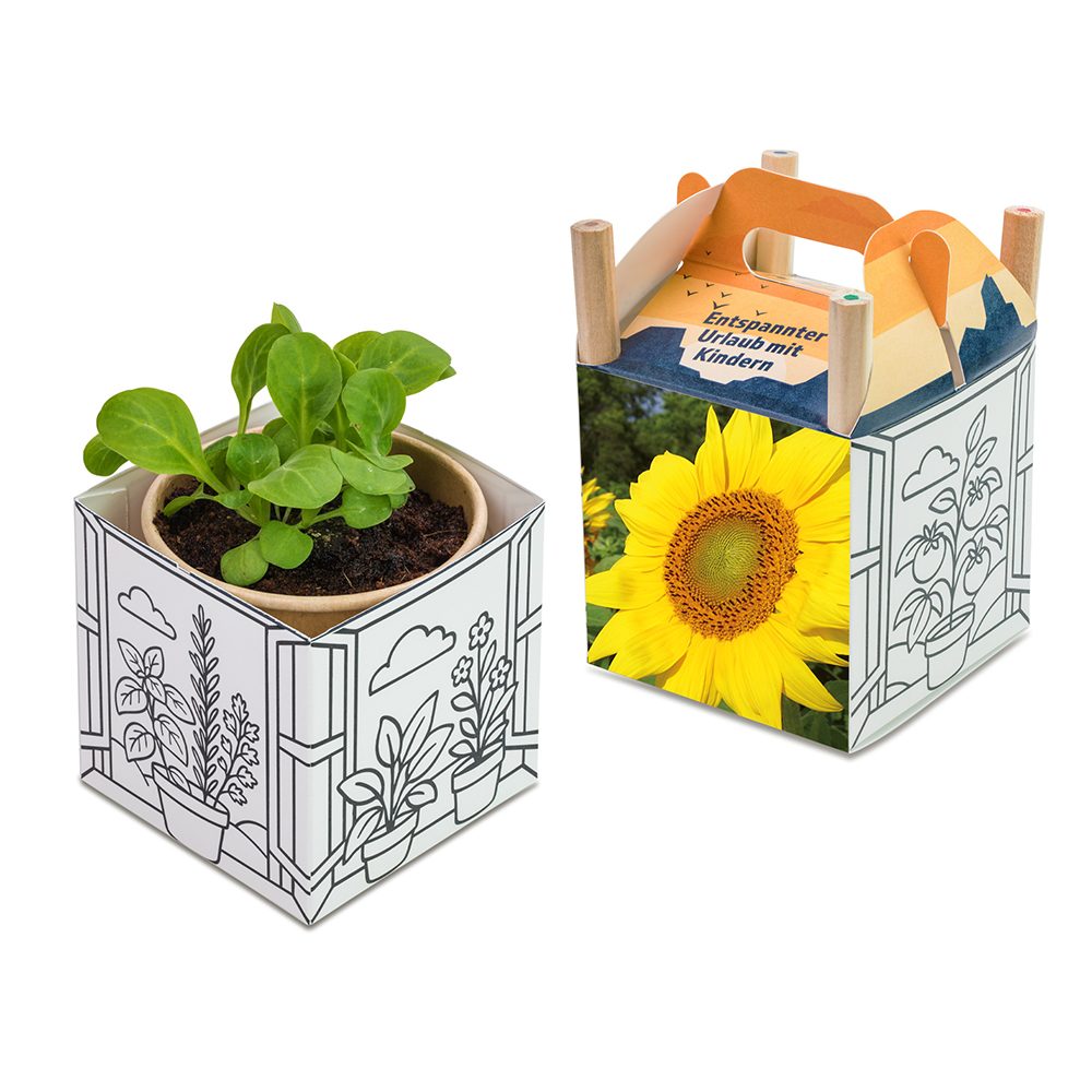 Colour & Grow House, Sonnenblume