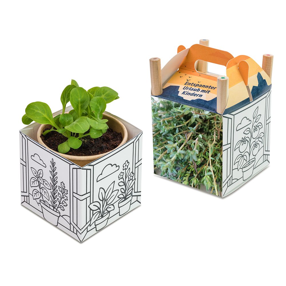 Colour & Grow House, Thymian