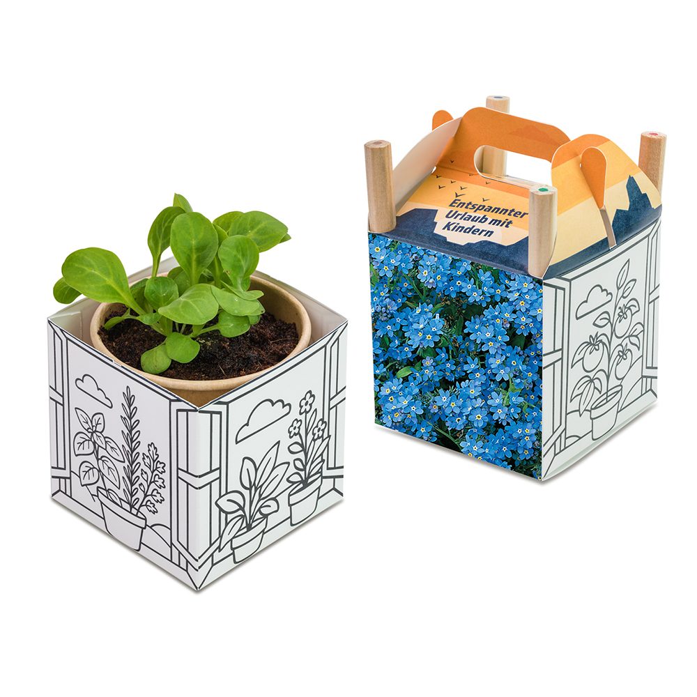 Colour & Grow House, Vergissmeinnicht