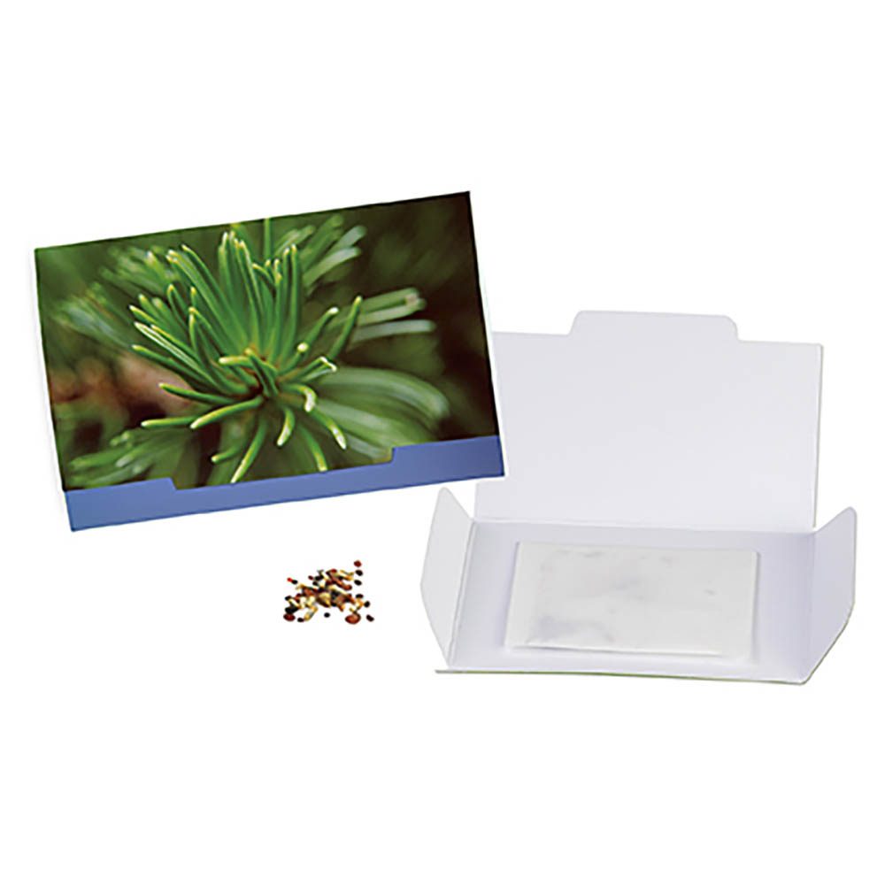 Flower-Card mit Samen, Fichte