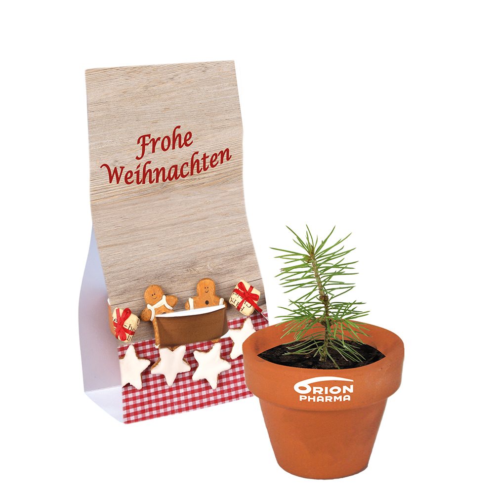 Logo-Töpfchen Überreichverpackung mit Samen - Weihnachten, Fichte