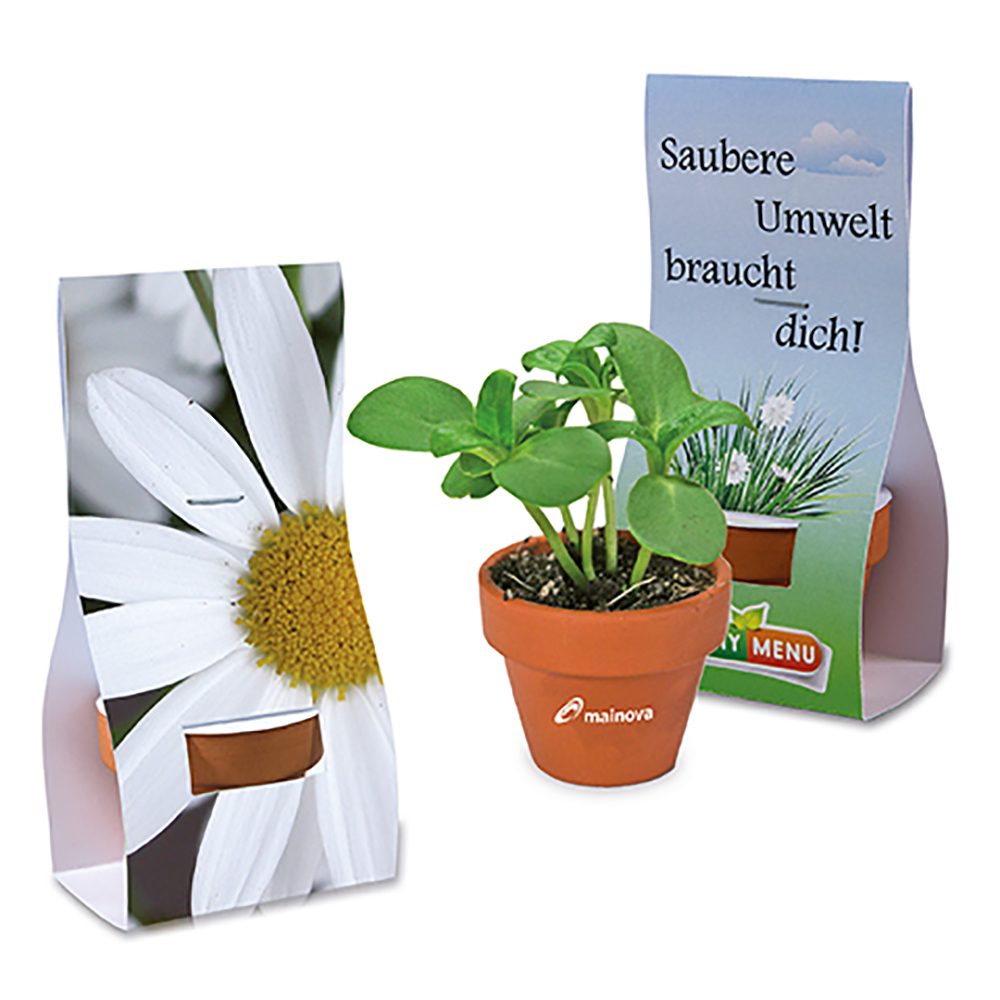 Logo-Töpfchen Überreichverpackung mit Samen, Margerite