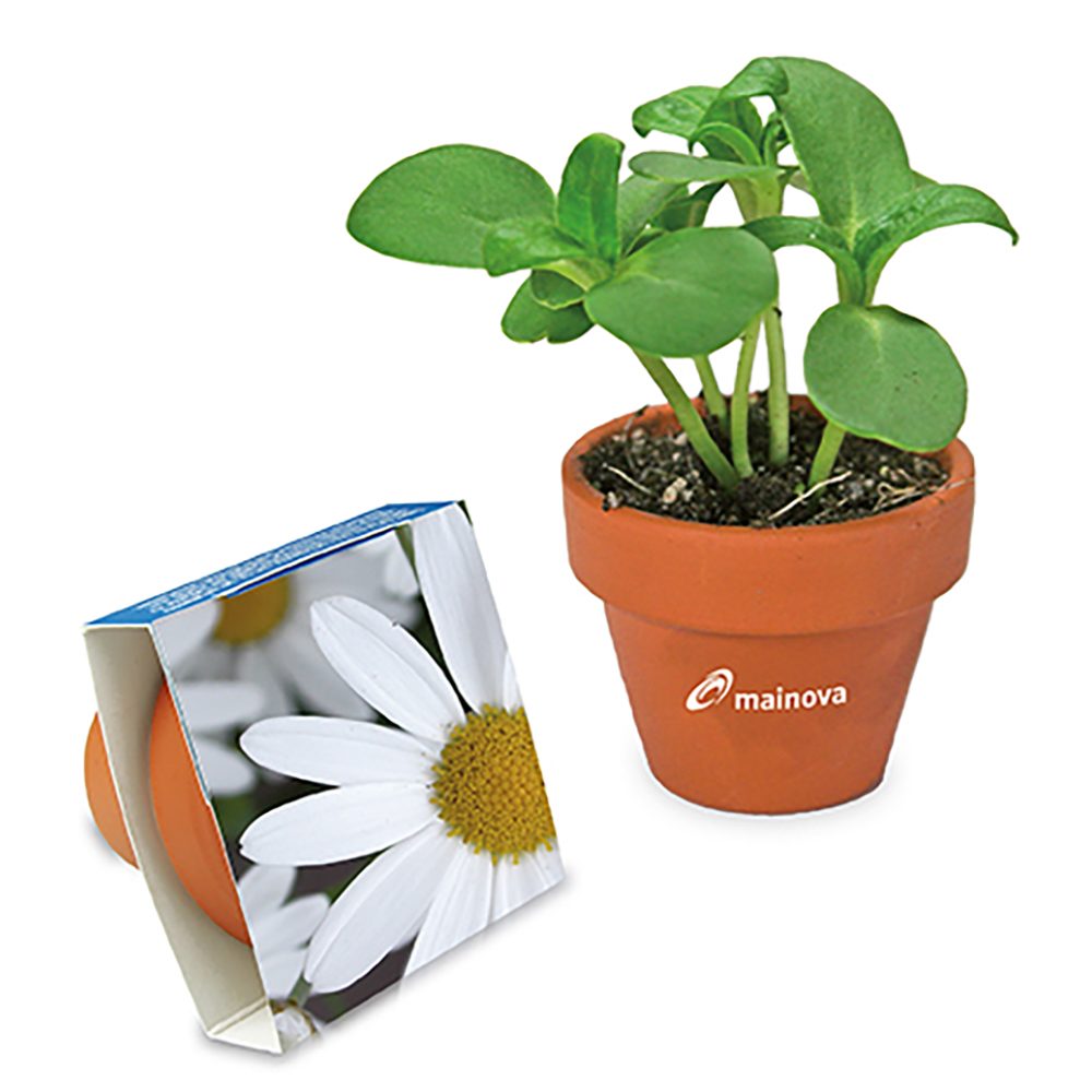 Logo-Topf mit Samen, teracotta - Margerite