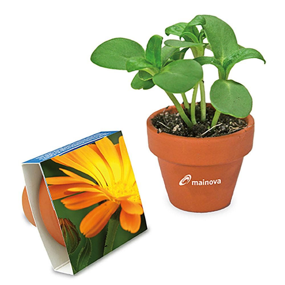 Logo-Topf mit Samen, teracotta - Ringelblume