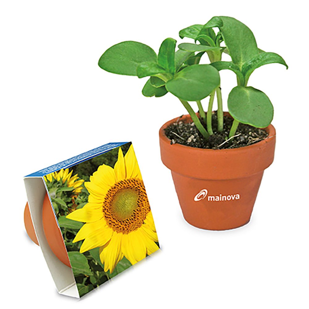 Logo-Topf mit Samen, teracotta - Sonnenblume