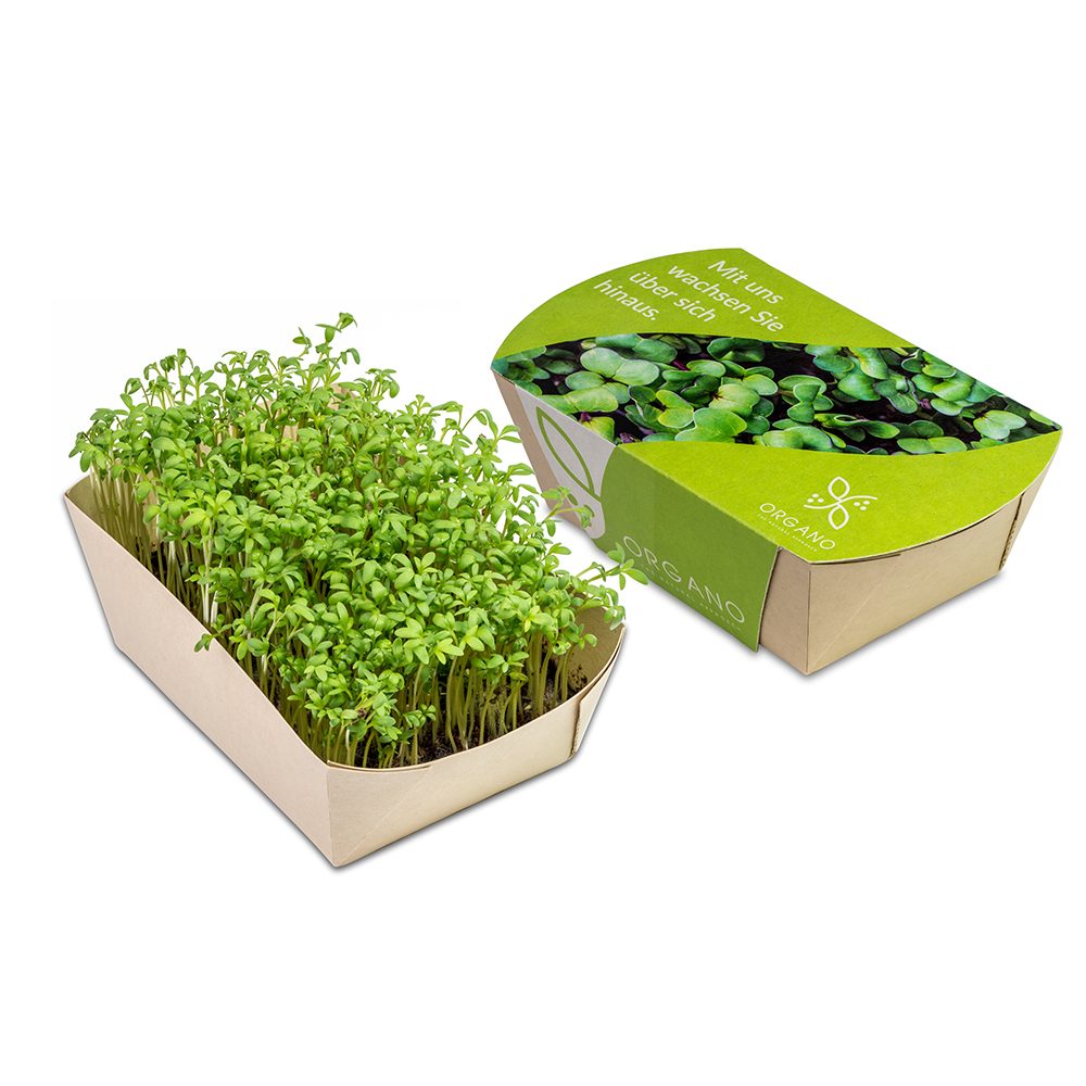 Microgreens-Gärtchen, Kresse