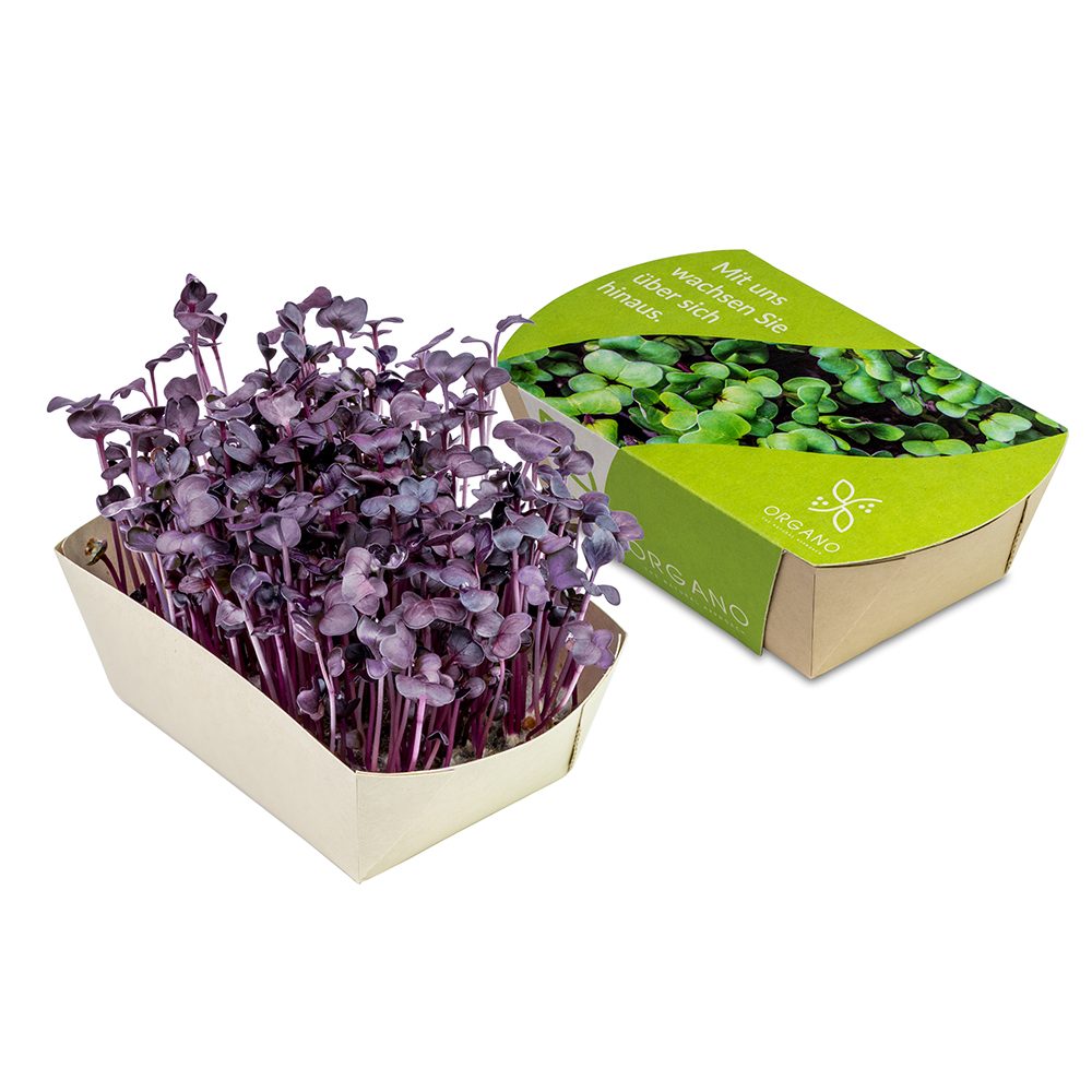 Microgreens-Gärtchen, Radies Sango