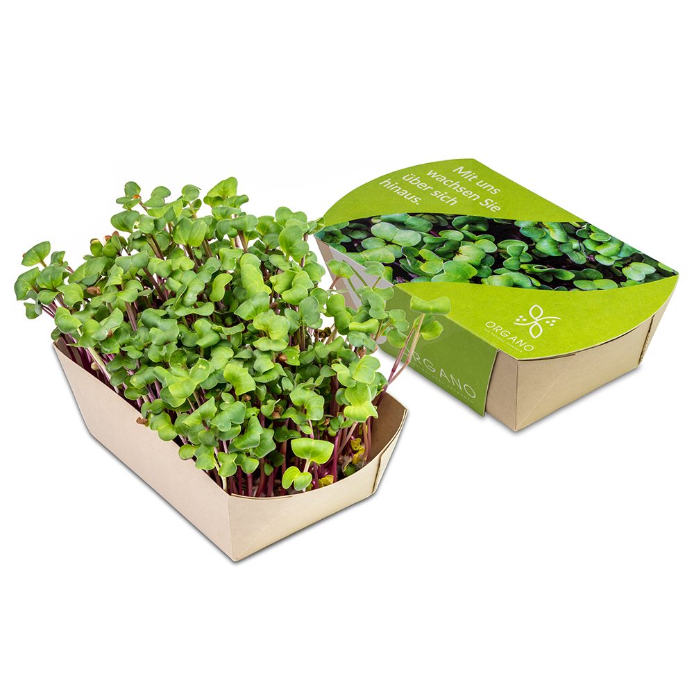 Microgreens-Gärtchen, Rettich China Rose