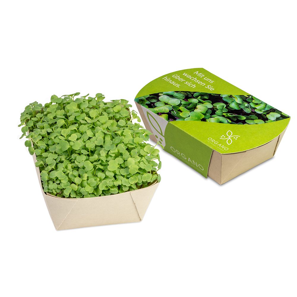 Microgreens-Gärtchen, Salatrauke