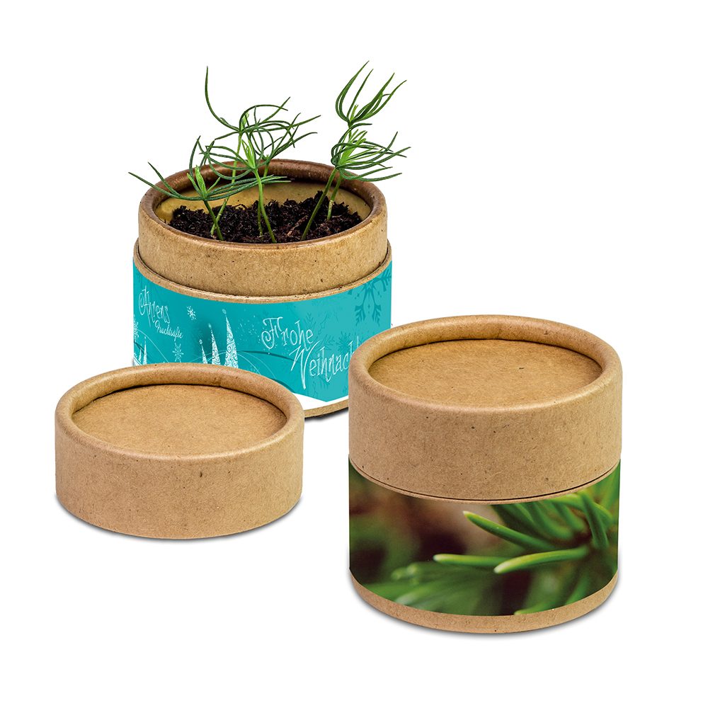 Pflanz-Cup mit Samen, Fichte