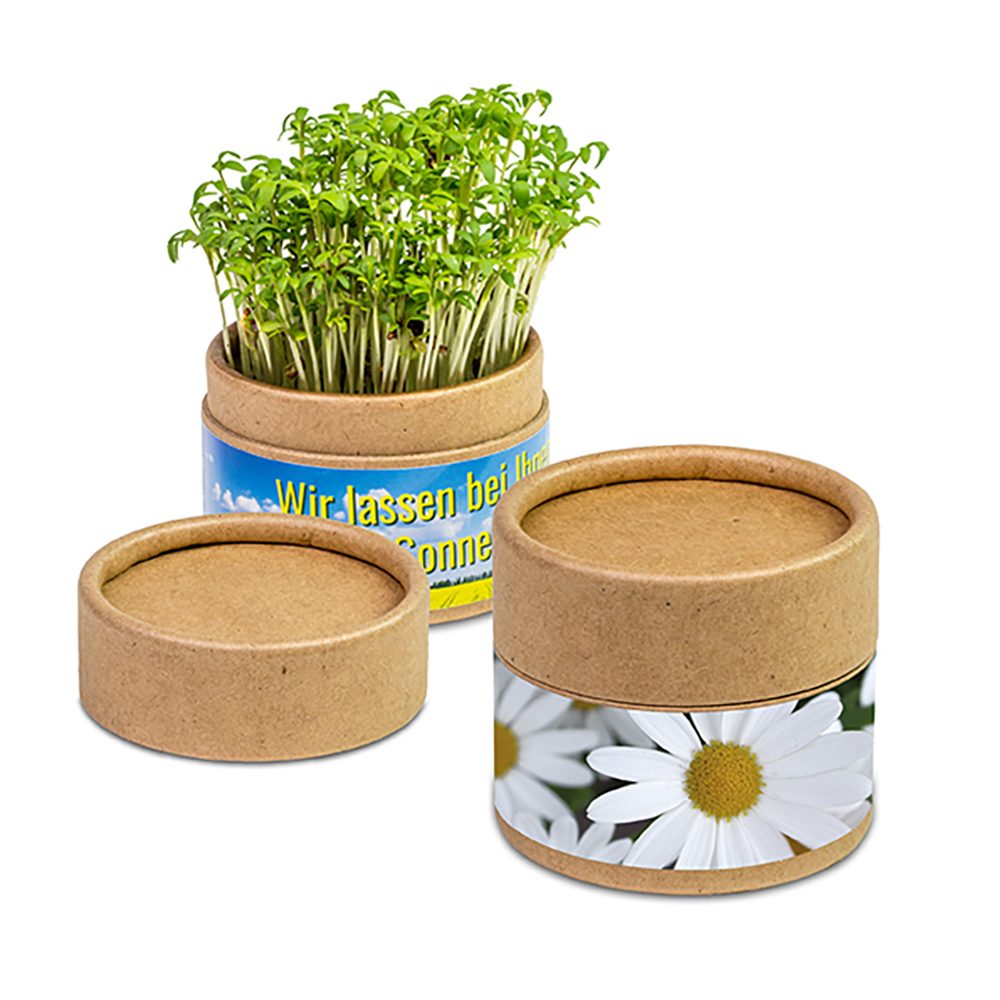 Pflanz-Cup mit Samen, Margerite