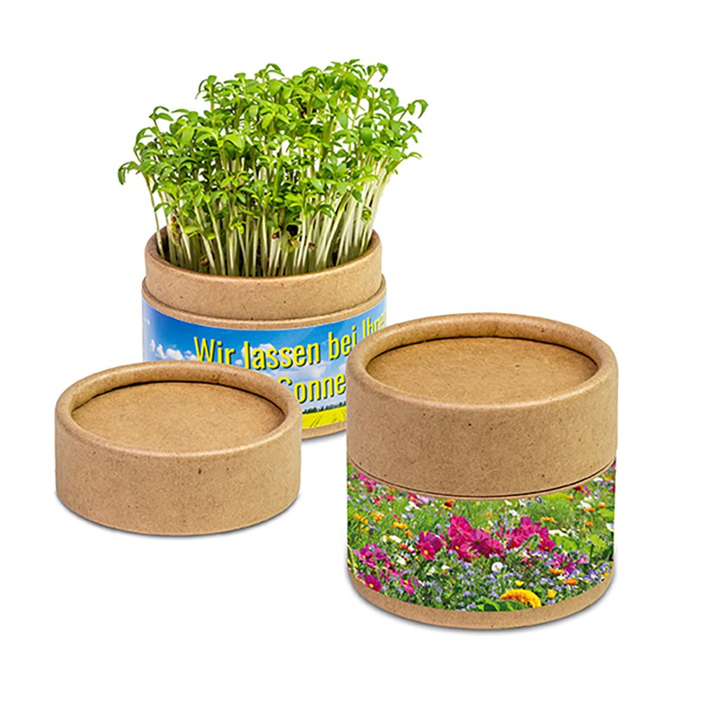 Pflanz-Cup mit Samen, Sommerblumenmischung
