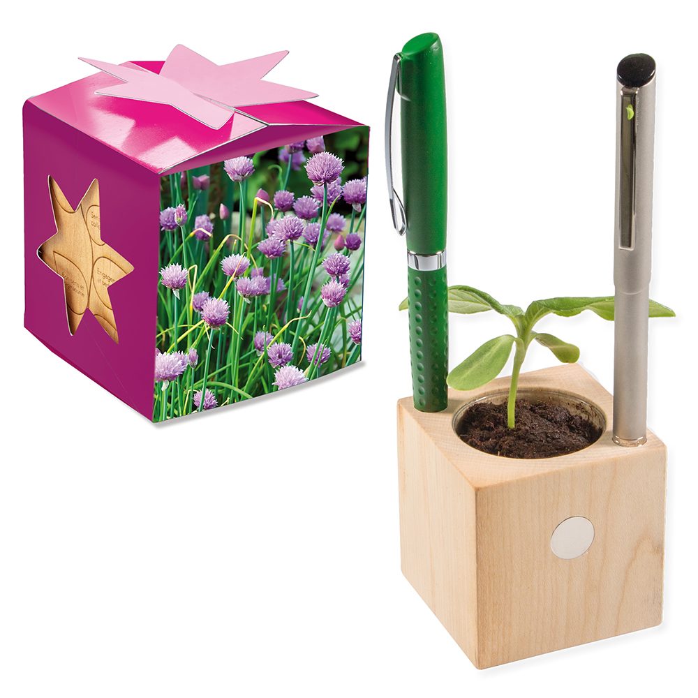 Pflanz-Holz Büro Star-Box mit Samen, Schnittlauch