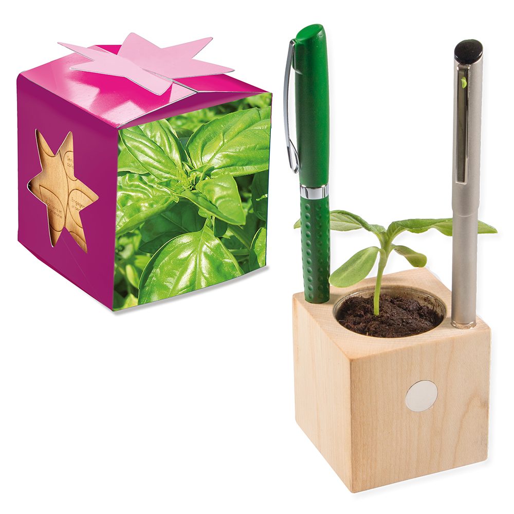 Pflanz-Holz Büro Star-Box mit Samen, Basilikum