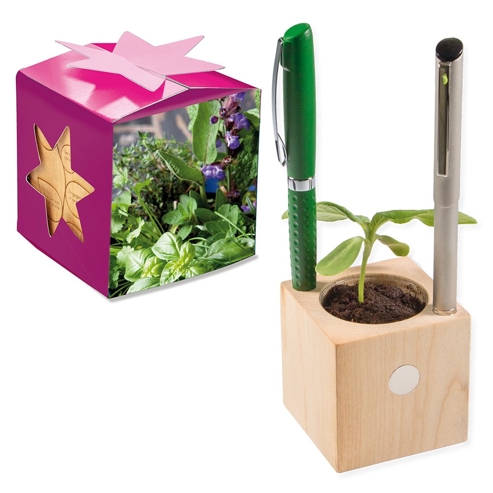 Pflanz-Holz Büro Star-Box mit Samen, Kräutermischung