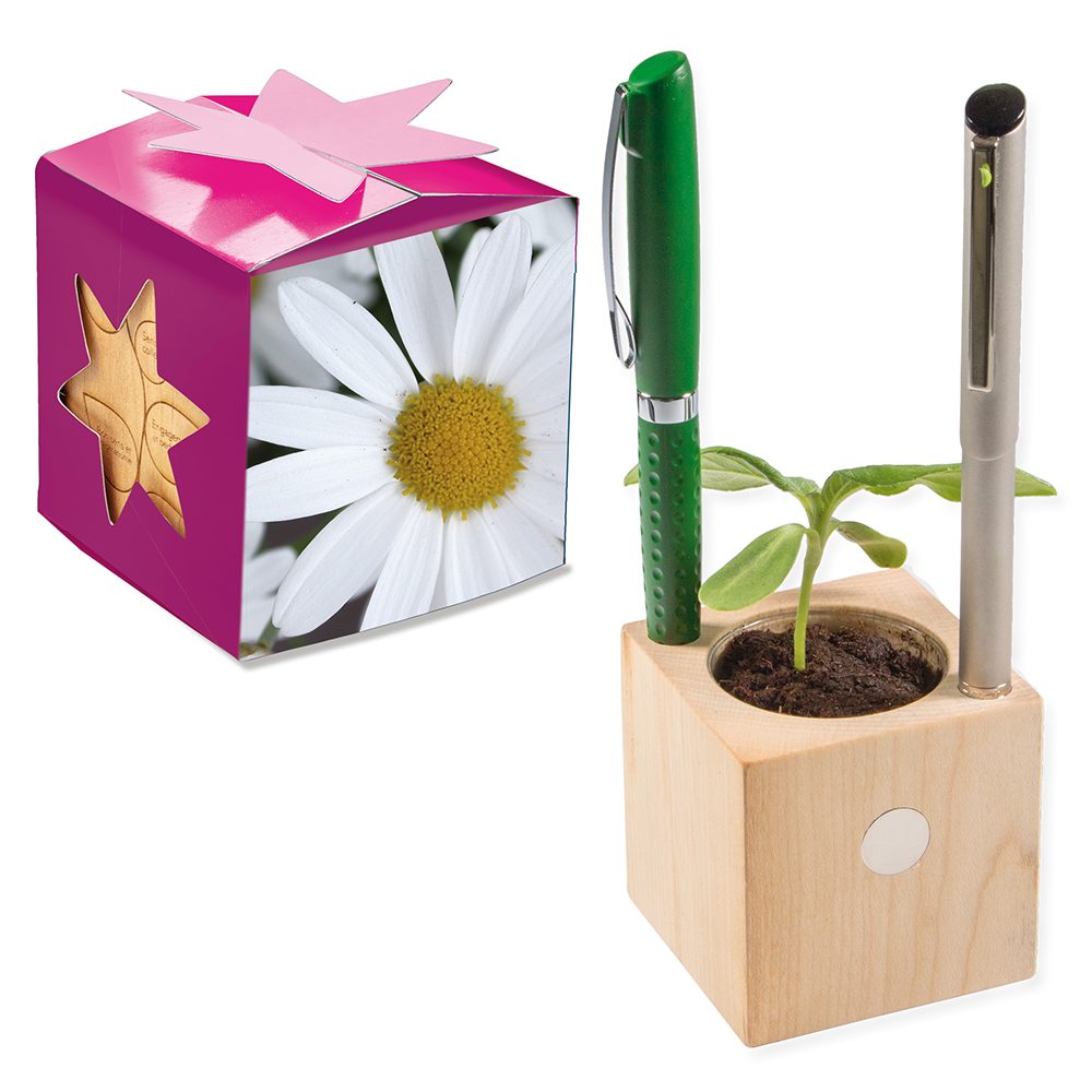 Pflanz-Holz Büro Star-Box mit Samen, Margerite