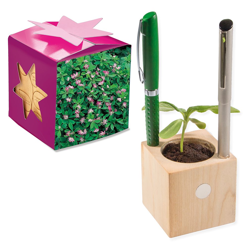 Pflanz-Holz Büro Star-Box mit Samen, Persischer Klee