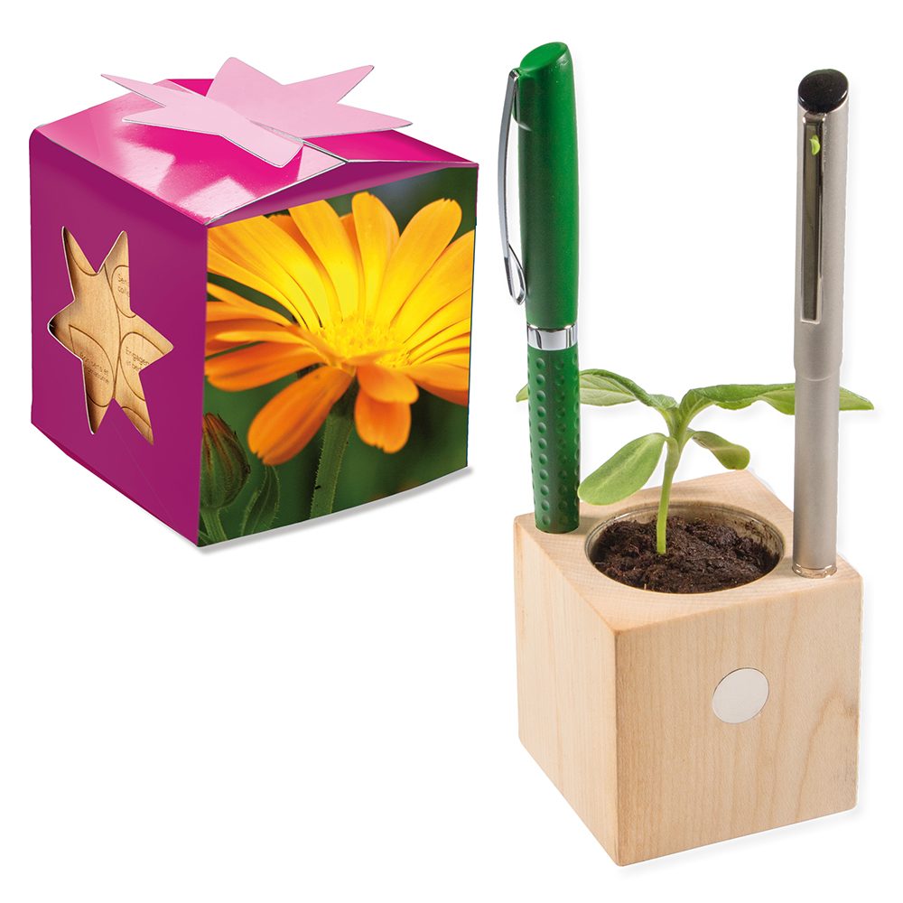 Pflanz-Holz Büro Star-Box mit Samen, Ringelblume