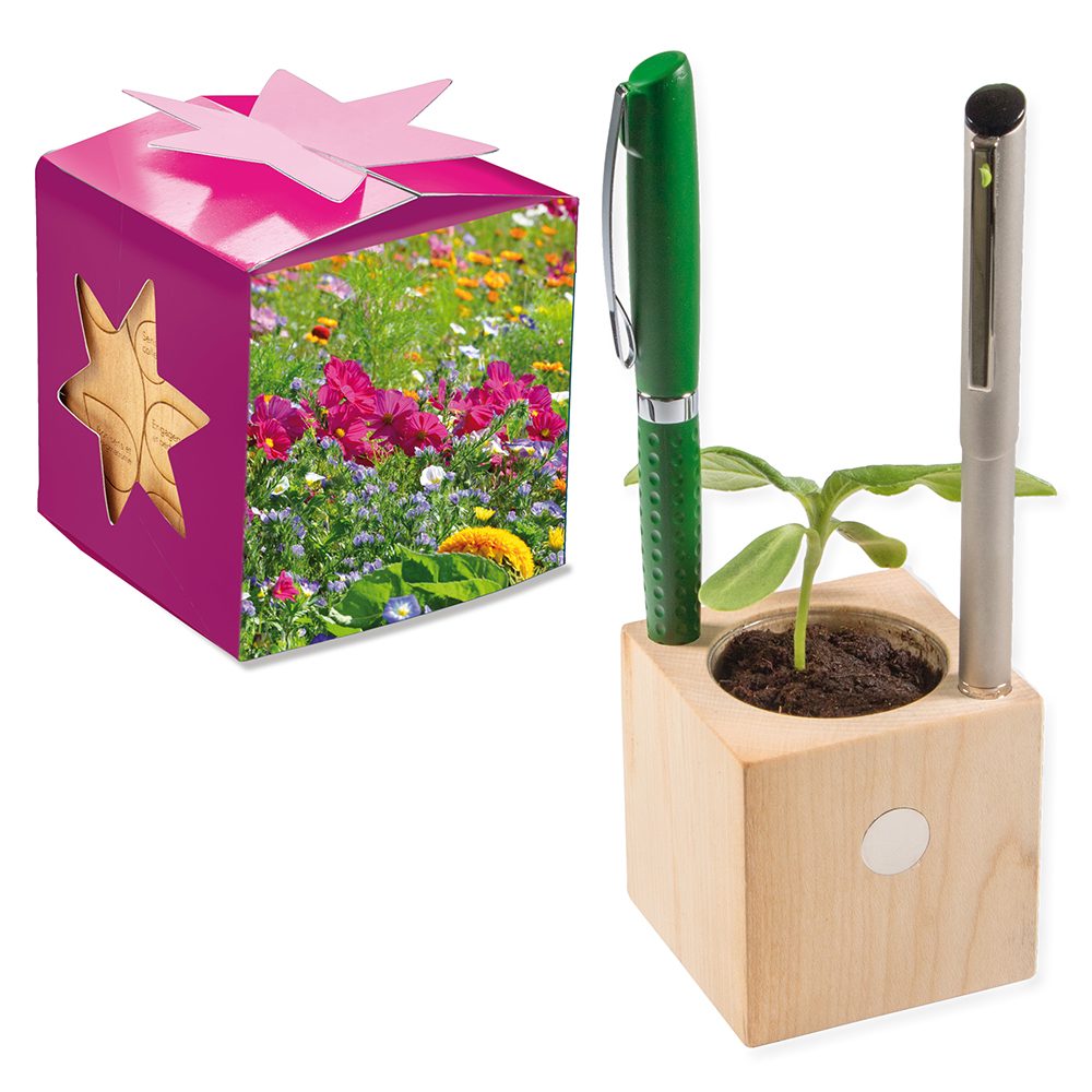 Pflanz-Holz Büro Star-Box mit Samen, Sommerblumenmischung