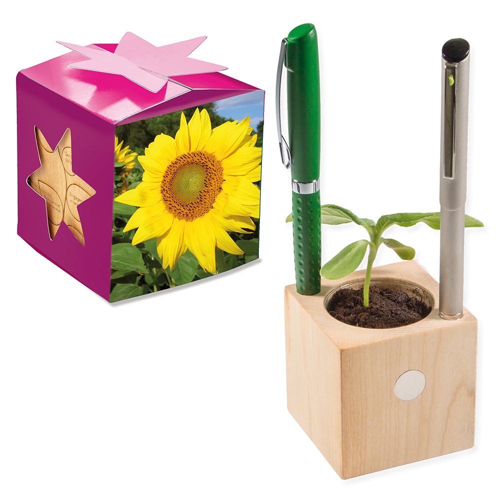 Pflanz-Holz Büro Star-Box mit Samen, Sonnenblume