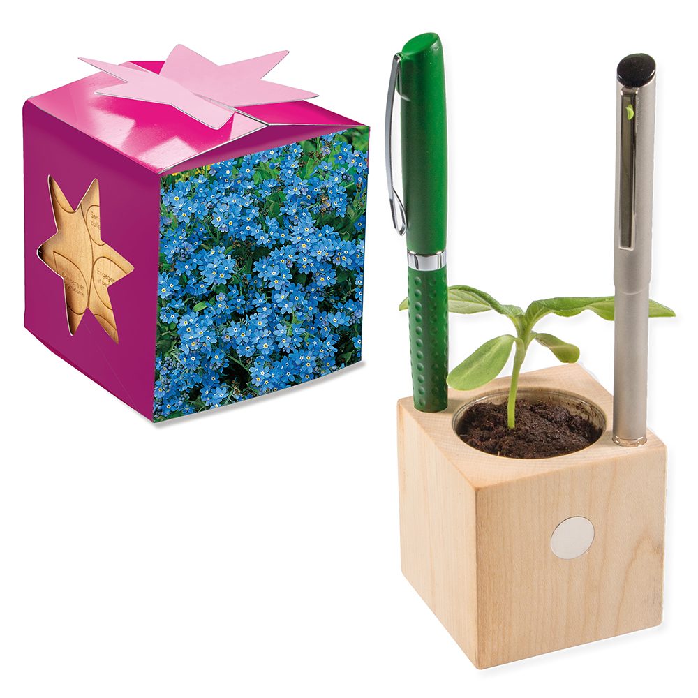 Pflanz-Holz Büro Star-Box mit Samen, Vergissmeinnicht