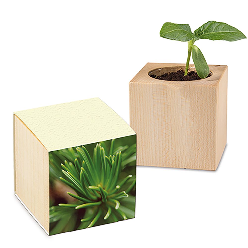 Pflanz-Holz mit Samen (Graspapier-Banderole), Fichte