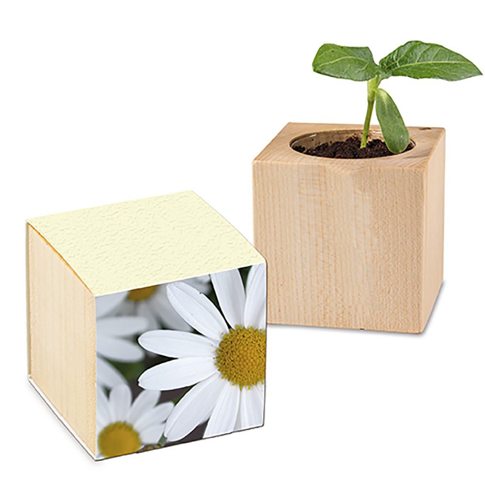 Pflanz-Holz mit Samen (Graspapier-Banderole), Margerite