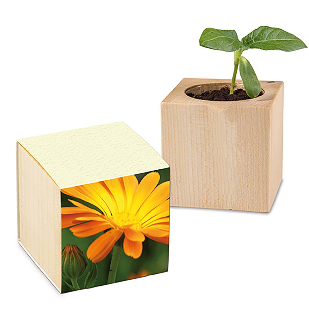 Pflanz-Holz mit Samen (Graspapier-Banderole), Ringelblume