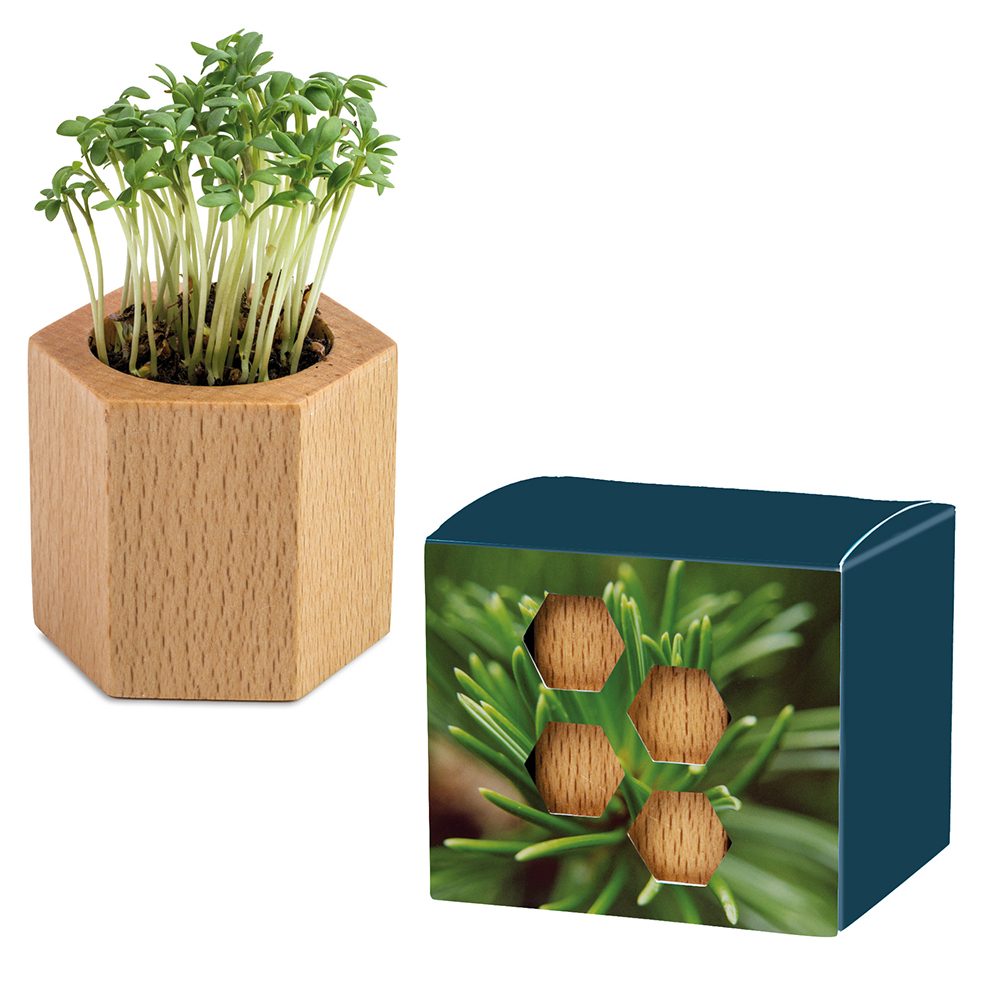 Pflanz-Holz Hexagon mit Samen, Fichte
