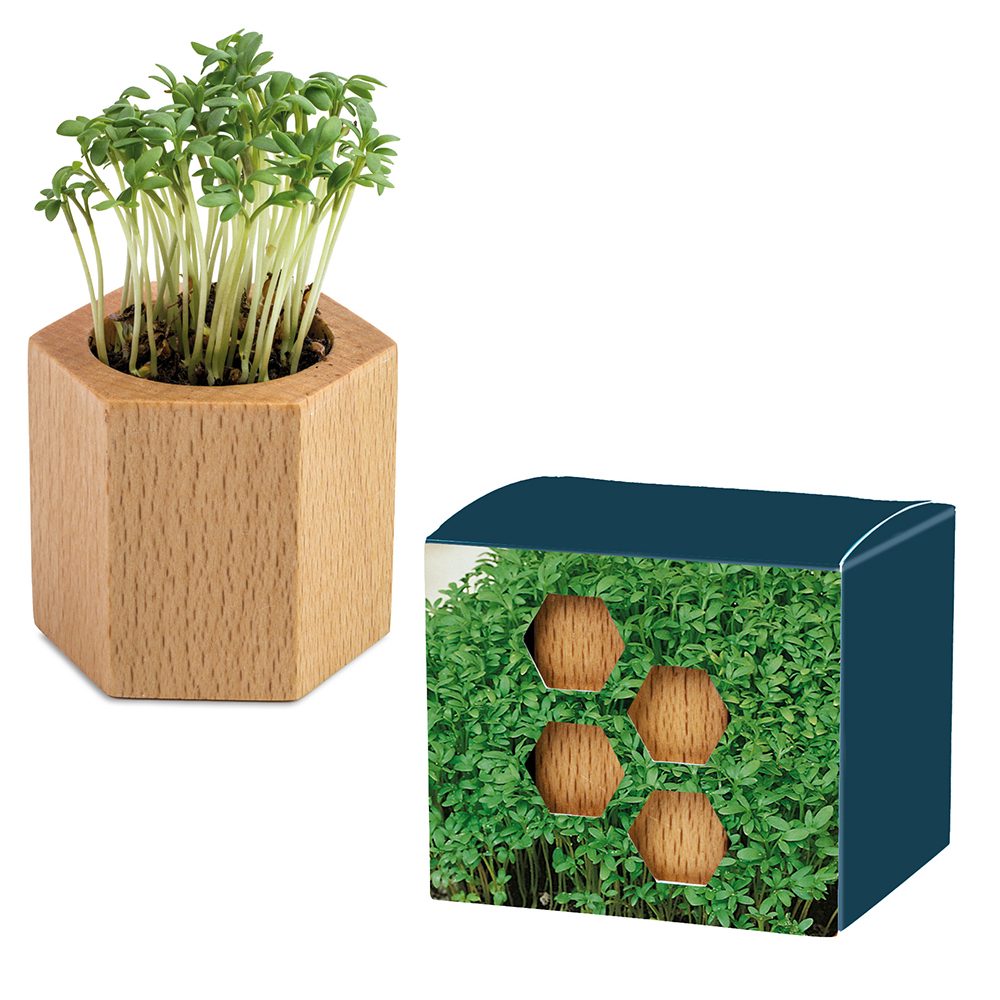 Pflanz-Holz Hexagon mit Samen, Gartenkresse