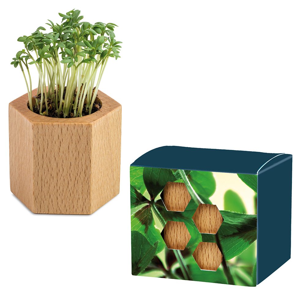 Pflanz-Holz Hexagon mit Samen, Glücksklee-Zwiebel (* Je nach Verfügbarkeit der Glücksklee-Zwiebeln)