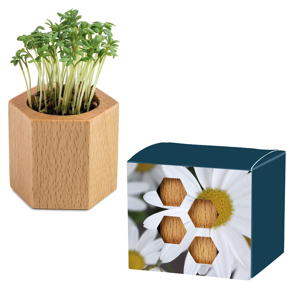 Pflanz-Holz Hexagon mit Samen, Margerite